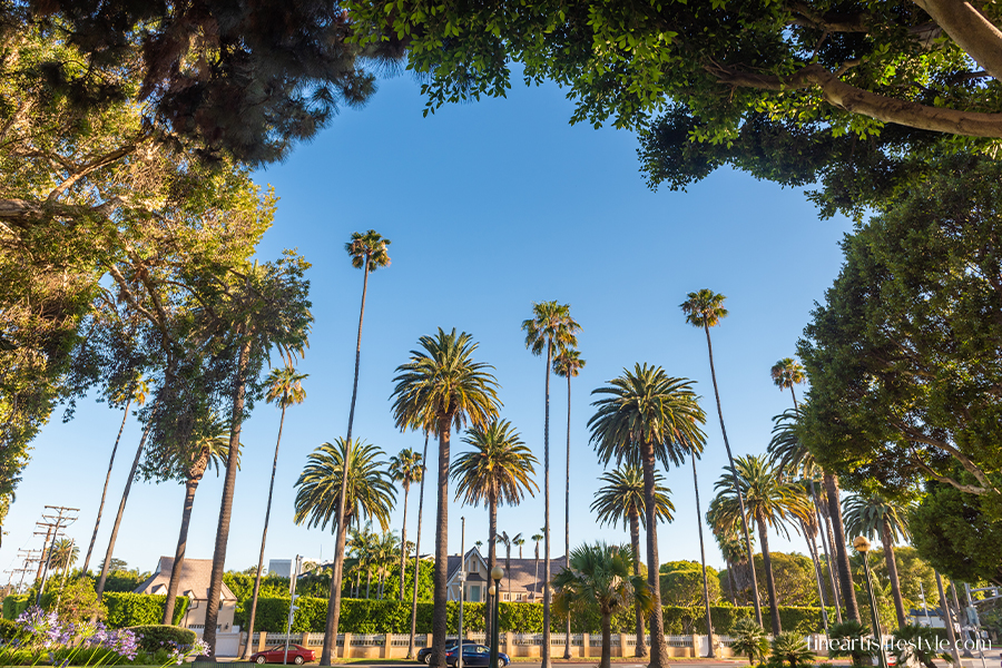 palm trees California